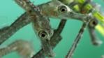 A group of young seahorses