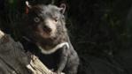 Tasmanian devil climbing a log