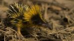 A yellow streaked tenrec in Madagascar