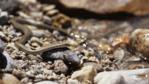 Hot spring snake on shoreline