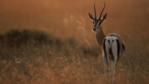 Thomson's gazelle on savanna at sunrise