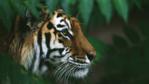 A Siberian tiger amongst green foliage