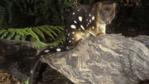 Tiger quoll sitting on a log