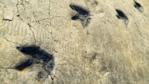 Trace fossils