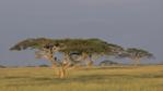 Tropical grassland