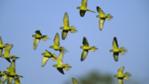 A flock of peach-fronted parakeets in flight