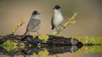 Two male blackcaps perching on log