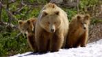 Brown bear mother and her cubs walking in a valley