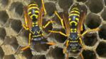 Two female paper wasps in a wasps' nest 
