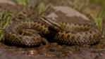 Close-up of a female adder's head