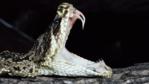Eastern diamondback rattlesnake with mouth open showing fangs 