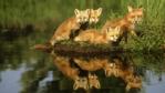 A family of red fox reflected in a pond