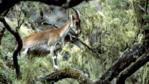 Walia ibex in Semien Mountain National Park