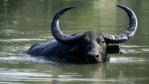 Water buffalo submerged in water