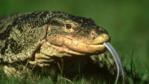 A two-banded water monitor
