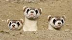 Three black-footed ferrets peer out of their burrow