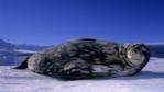 Weddell seal lying on the ice