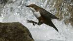 European dipper jumping on to a rock