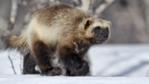 Wolverine walking through a snowy woodland