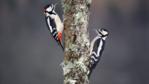 Male and female great spotted woodpeckers in winter