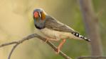 Male zebra finch on perch