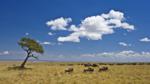 Common wildebeest on plains during migration, Masai Mara, Kenya, Africa 