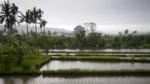 Rice fields in Bali, Indonesia