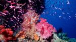 A Great Barrier Reef soft coral seascape with fairy basslets pixie pinnacle and ribbon reefs, Australia