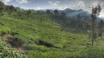 Tea plantations, Munnar, Kerala, India