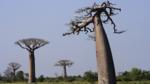 Baobab trees in rice fields of Madagascar