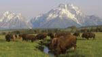 Herd of bison in Yellowstone National Park