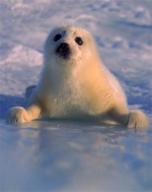 Baby Animals