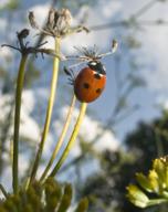 Garden wildlife