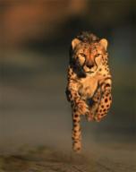 Nature's record breakers