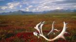 Discarded antlers lie on the Alaskan plains 