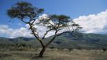 Acacia tree and dry scrubland in Tanzania