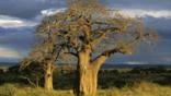 Tanzania at dusk with baobab trees
