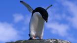 An Adelie penguin flaps its wings