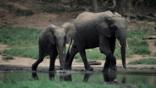 A female forest elephant and calf walking beside water