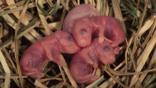 Four newborn wood mouse babies