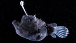 Female angler fish from the deep sea