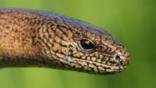 Close-up of a slow worm's head