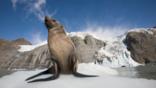 A fur seal in the snow