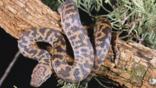 Spotted python wound around the branches of a tree at night