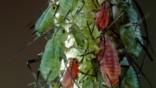 Rose aphids on a plant stem