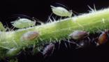 Green aphids on a plant stem