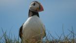 Puffin against a blue sky (c) Darren Ritson