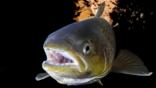 A female Atlantic salmon underwater
