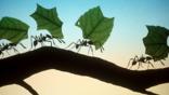 Leaf-cutting ants on a branch