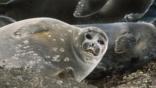 Baikal seals on lying on the shore of Lake Baikal